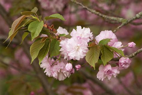 The kwanzan cherry, also known as the japanese cherry, is an ornamental cherry tree most commonly found in japan, korea and china. Pretty Pink Kwanzan Cherry Blossoms Photograph by Kathy Clark