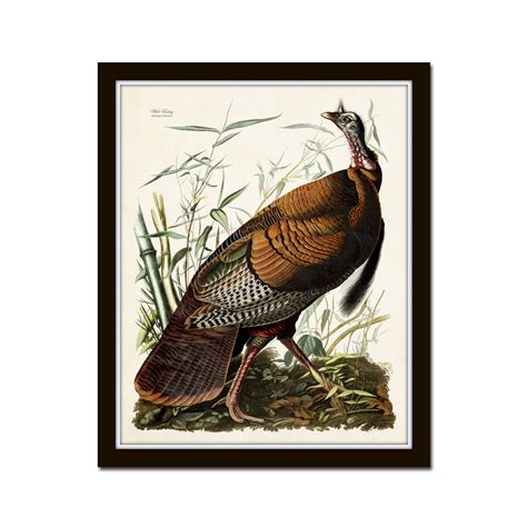 vintage audubon wild turkey bird print giclee art print etsy framed art prints bird prints art