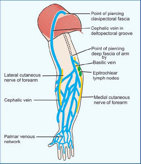 Which Area Of The Arm Drains To The Epitrochlear Nodes