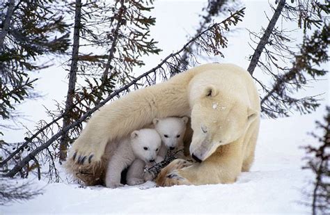 10 Unbearably Cute Photos Of Bears And Their Cubs Readers Digest
