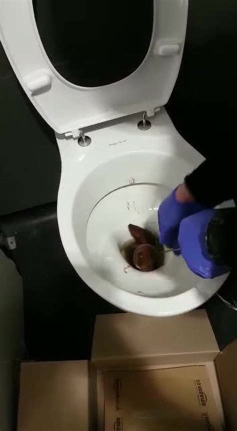 Disgusting Video Viewed By Millions Of Man Battling Enormous Poo In