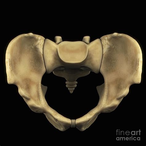 Pelvic Bones Male Photograph By Science Picture Co Pixels