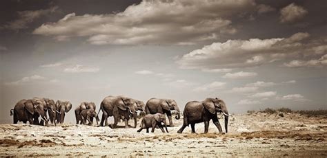 Absolutely Breathtaking African Wildlife Photography