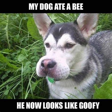 50 Hilarious And Relatable Dog Memes For National Dog Day Funny