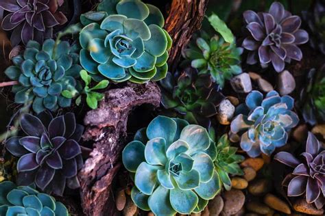 How To Color Succulents The Definitive Guide Succulent Advice