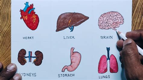 Human Internal Organs Drawing Easy Way To Draw Human Internal Organs