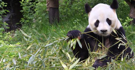 Panda Tours China Adventures Natural Habitat Adventures
