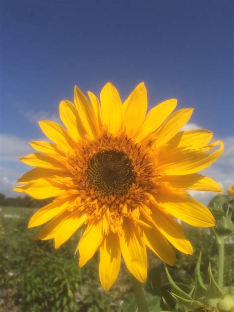 Pacino Sunflower Planters Place