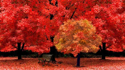 Awesome Autumn Yellow Park HD Picture | Autumn leaves wallpaper, Autumn trees, Autumn art