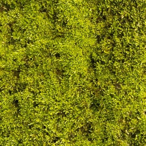 Moss Texture Seamless 13153