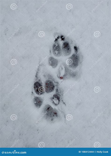 Paw Prints In Snow Stock Photo Image Of Walk Prints 108412444