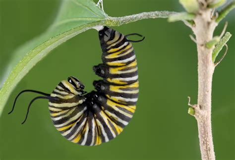 20 Types Of Caterpillars In South Carolina With Pictures
