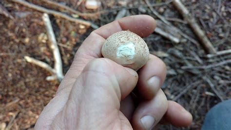 Wild Edibles Puff Ball Mushrooms A Lesson From Prepsteader Bob Youtube