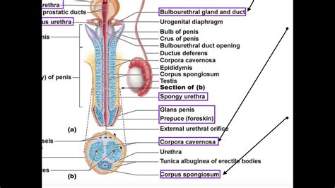 Male Reproductive Anatomy Penis Urethra Youtube