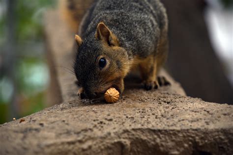 Fox Squirrel Eating Peanut Free Stock Photo Public Domain Pictures