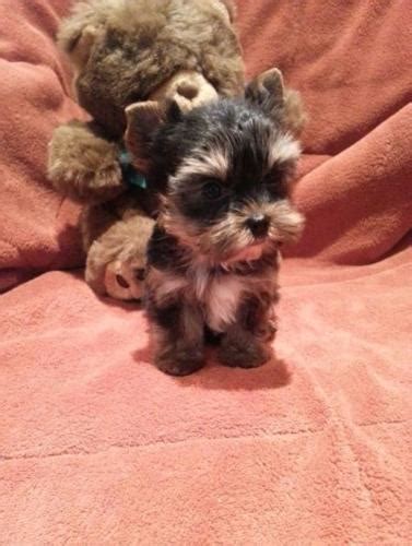 Yorkshire terrier puppies for sale. AKC Champion Line Teacup Yorkie Puppies for Sale in ...