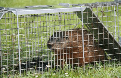How To Trap A Groundhog Video How To Trap A Groundhog 12 Steps With
