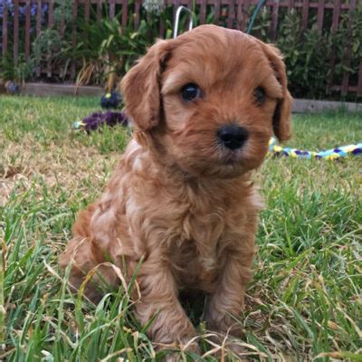 We have 5 gorgeous f1 cavoodle puppies for sale. Puppies For Sale | Urban Puppies