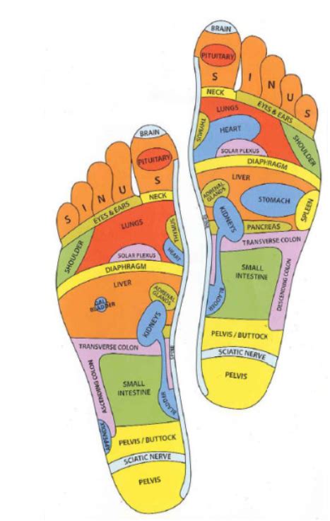 Reflexology What Is It And Does It Work Art Of Acupuncture