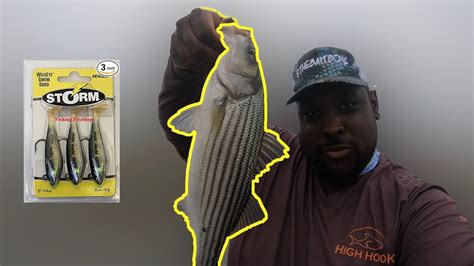Caught Striped Bass ROCKFISH On CHEAP Lures Storm Swim Shad YouTube