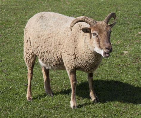Castlemilk Moorit Sheep Stock Image Image Of Farm Flock 40204321
