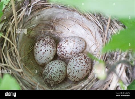 Yellow Warbler Nest With Four Eggs Stock Photo Alamy