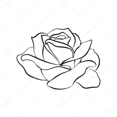 Desenho De Rosa Em Fundo Branco â Vetores De Stock Â© Likka 109348842