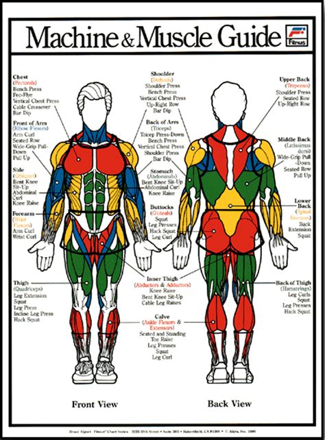 Male Back Muscles Chart Muscle Chart Male Muscle Anatomy Human