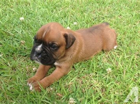 Maybe you would like to learn more about one of these? Dog Free Puppies Near Me Craigslist