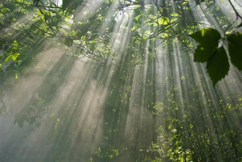 壁纸 阳光 树木 景观 森林 树叶 水 性质 天空 领域 抽烟 科 绿色 早上 太阳 丛林 雨林 国家