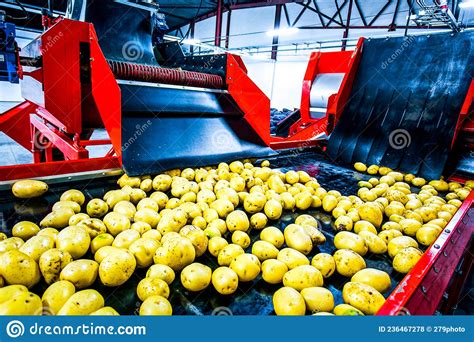Potato On Food Factory Sorting And Packing Machine Stock Photo Image