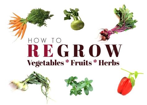 39 Vegetables Fruits And Herbs To Regrow From Scraps