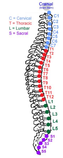 Read or download of backbone for free of backbone at ahadiagram.fpasca.it. Ontario Chiroopractic - Dr. Steiskal, D.C.