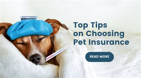 What Are The 5 Best Cheap Pet Insurance For Dogs Providers Rugbyqa