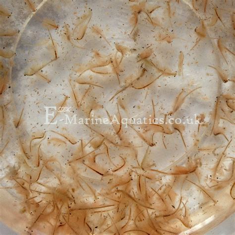 Artemia Brine Shrimp Live Fish Food Essex Marine Aquatics