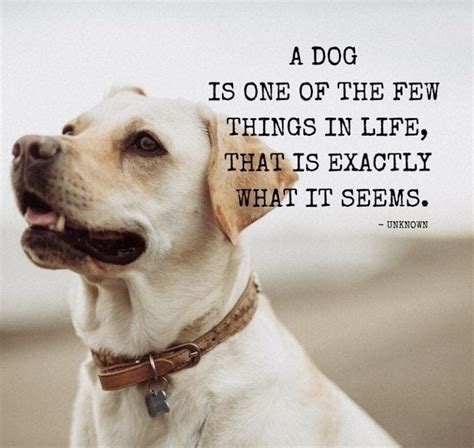 Quotes About Love Dogs Word Of Wisdom Mania