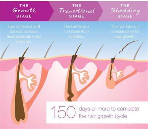 Laser Hair Removal Process Hair Shedding 3 Antilles58