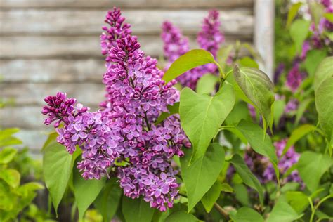 17 Fast Growing Shrubs For Privacy Hedges
