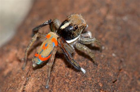 peacock spider maratus pavonis jumping spider the spider i… flickr