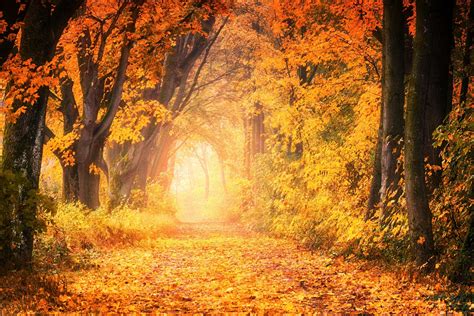 Entrance To Autumn Wallpapers Wallpaper Cave