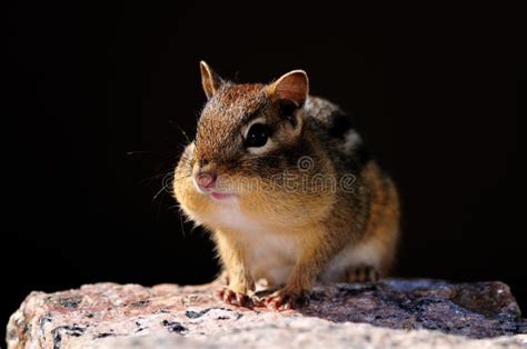 Chipmunk With A Full Mouth Resting On A Rock Ad Full Chipmunk