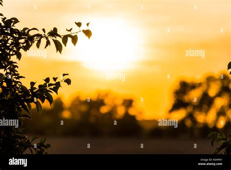 Yellow Sunset Above A Country And Trees Silhouette Of Trees On Horizon
