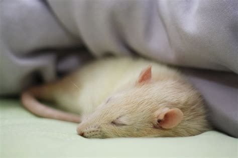 Nap Time Camille The Rat Takes A Nap Flickr Farm Animals Funny