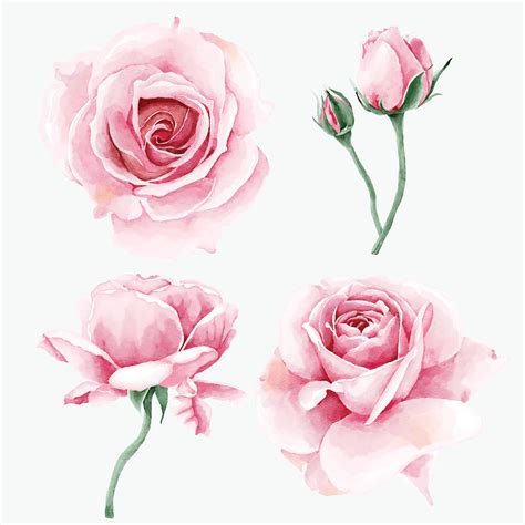 Watercolor Rose Flower Collection 8255620 Vector Art At Vecteezy