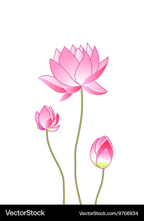 Pink Lotus Flowers Royalty Free Vector Image Vectorstock