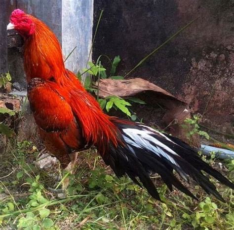 Manfaat pakan alami infoikan.com sudah tahu kelebihan pakan buatan? Manfaat tunggal ( mempercepat pertumbuhan ) - Pakan Ayam ...