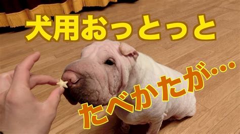 Need to translate 食べる (taberu) from japanese? 犬用おっとっと!？ブサイク犬にあげたら食べ方がヤバかった ...