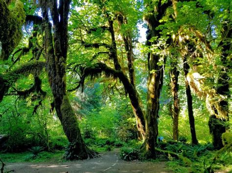 The Most Beautiful Rainforests In The United States