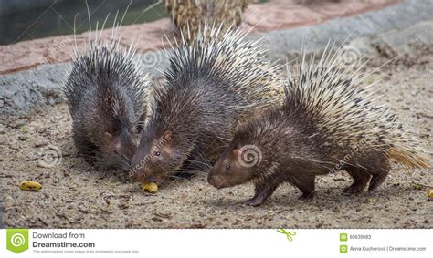 Three Porcupines With Food Stock Image Image Of Funny 60639083