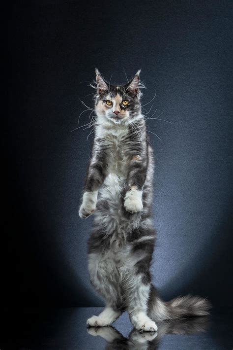 Photographer Captures Images Of Cats Standing And They Re Purrfect